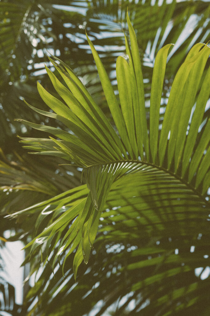 Some elopements feel like they were pulled straight out of a dream, and Courtnee and Joshua’s waterfall elopement in Kauai, Hawaii was exactly that. Surrounded by lush jungle, the sound of rushing water, and the soft island breeze, their day was intentional, intimate, and centered completely around the two of them.