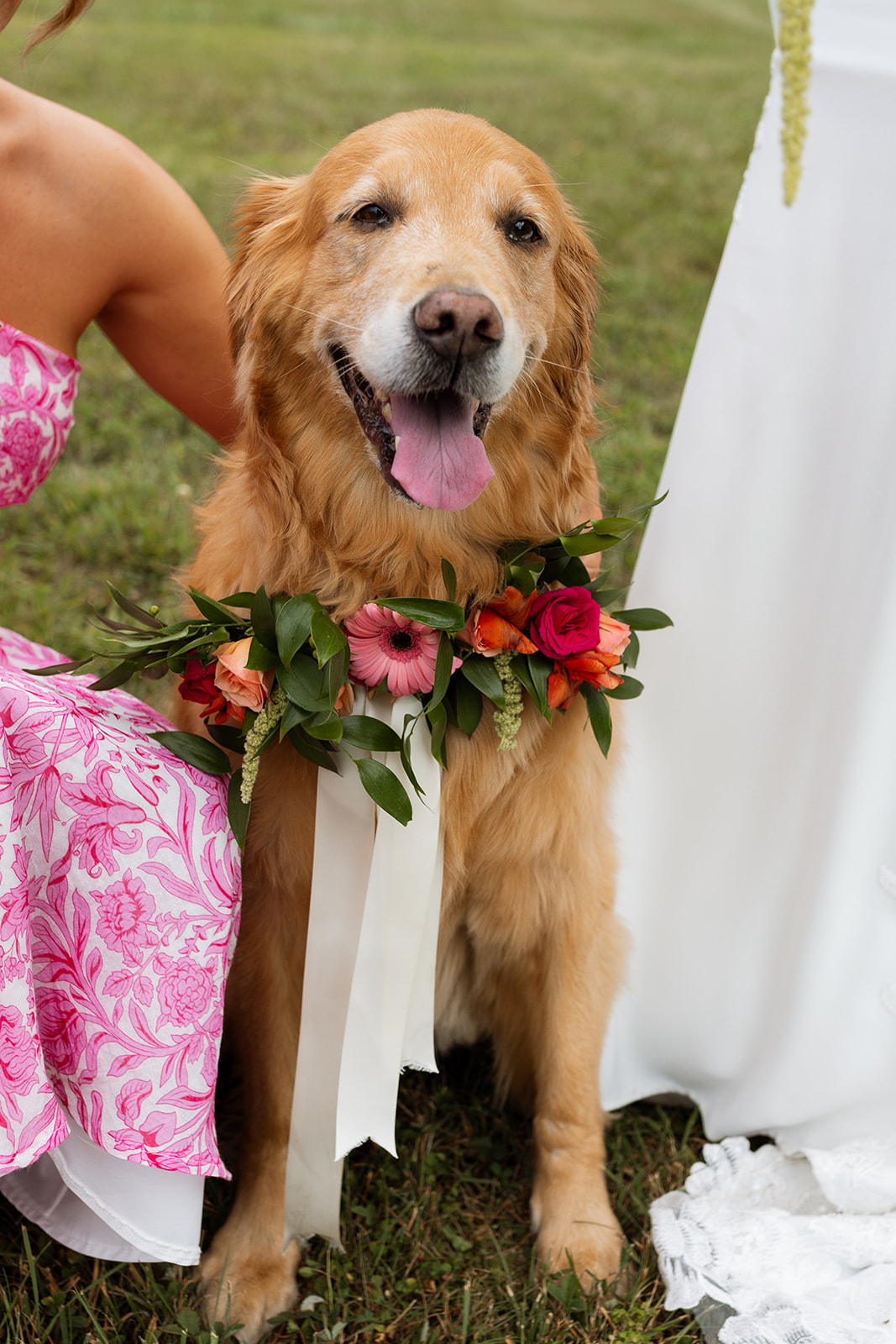 Golden retriever included in wedding photos at Maiolatesi Wine Celler in NE PA